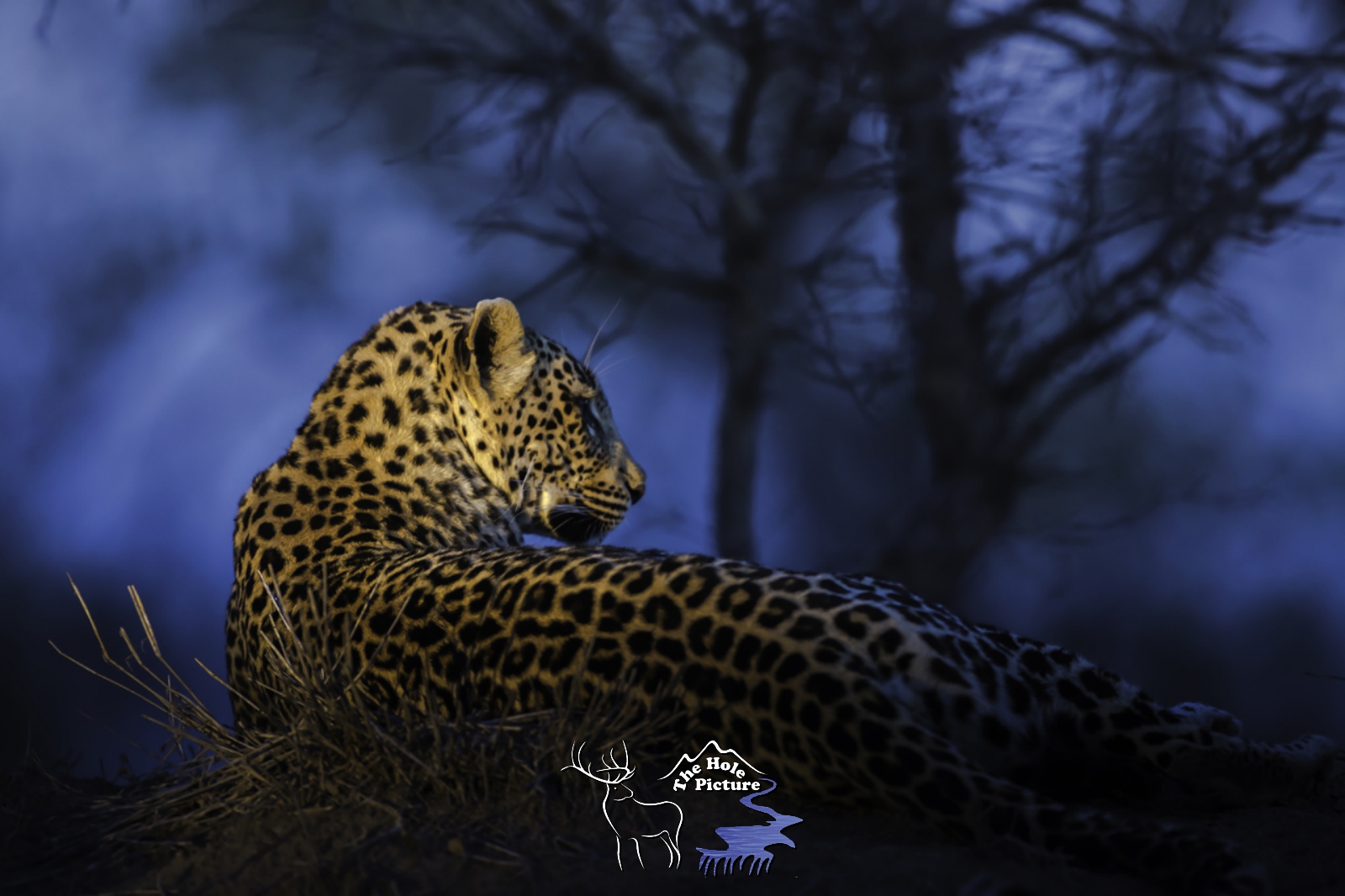 Blue hour Leopard