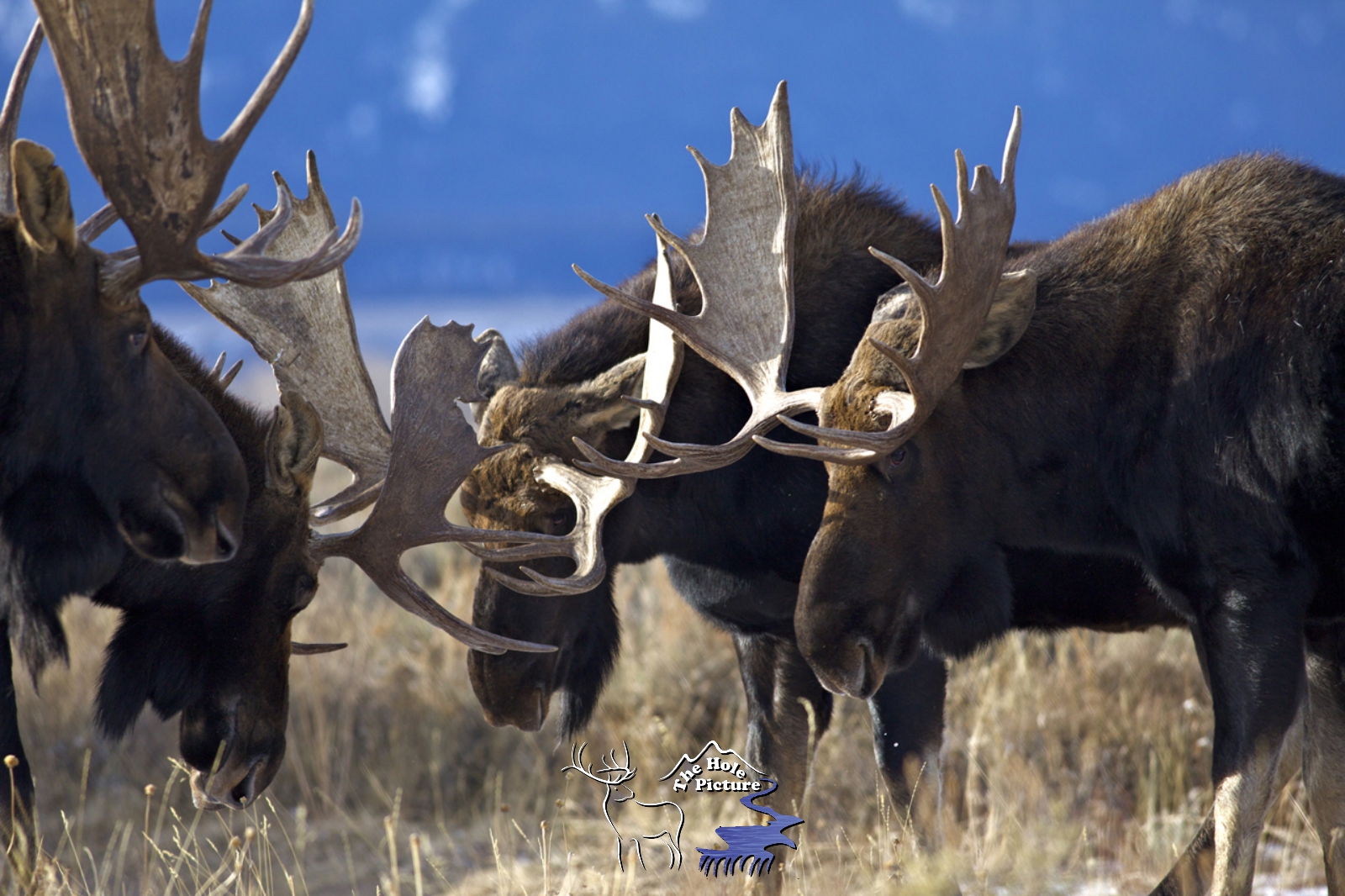 Free for All, Moose