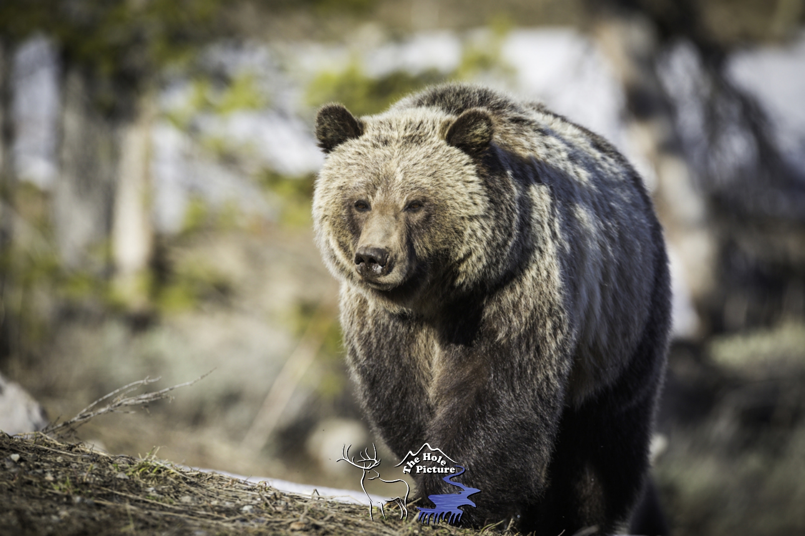 Grizzly Bear Portrait