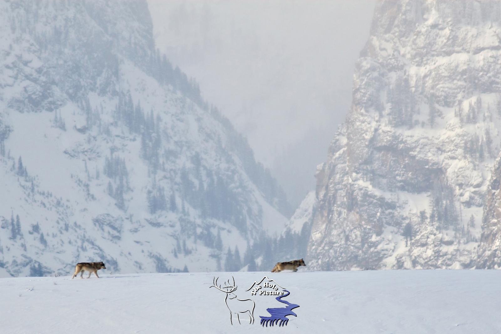 Jackson Hole Wolves