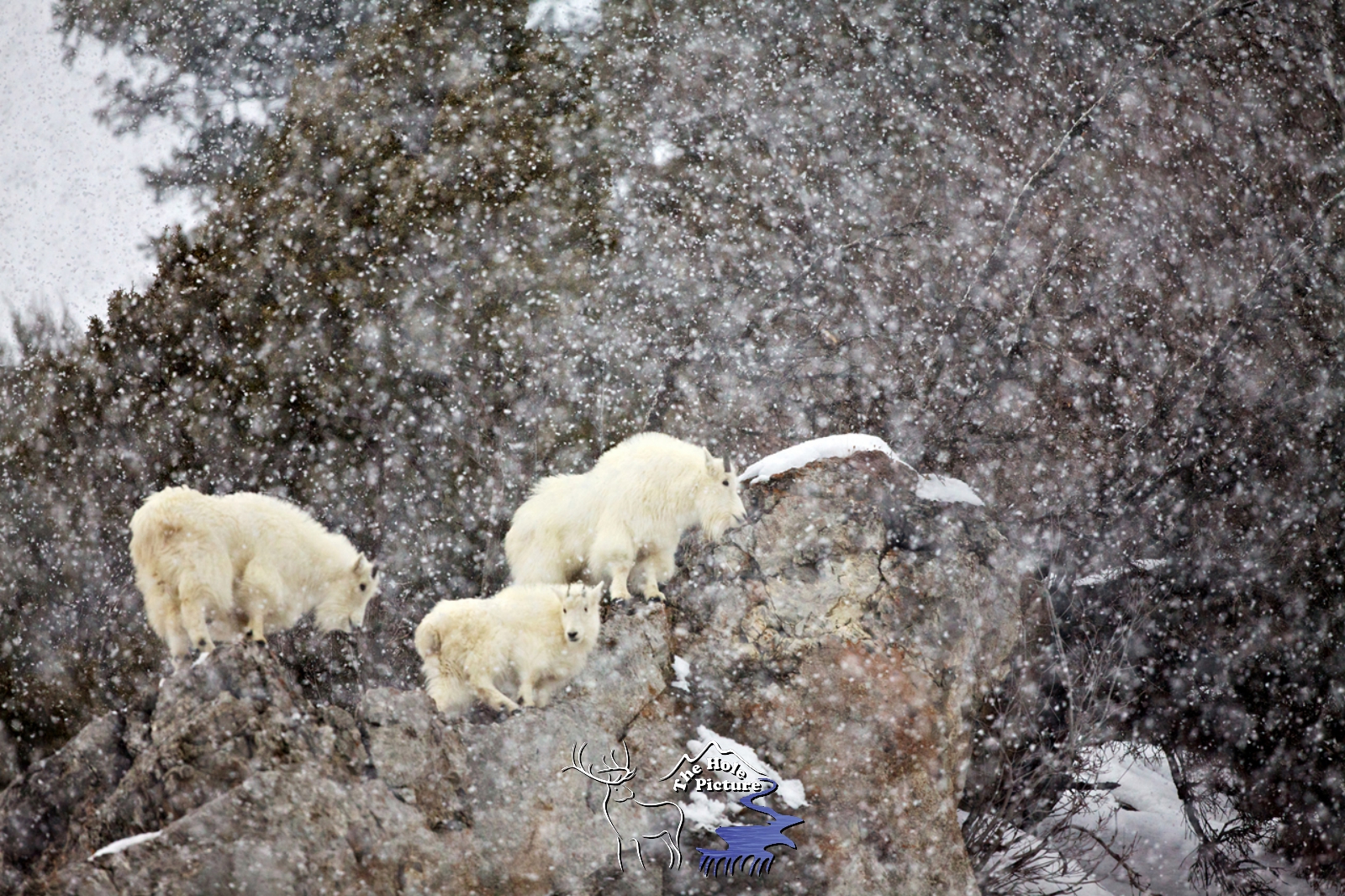 Mountain Goats, Snowstorm