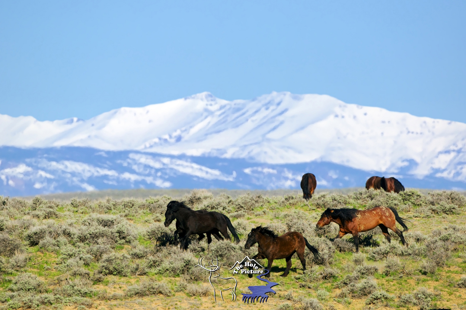 Running Wyoming Mustangs