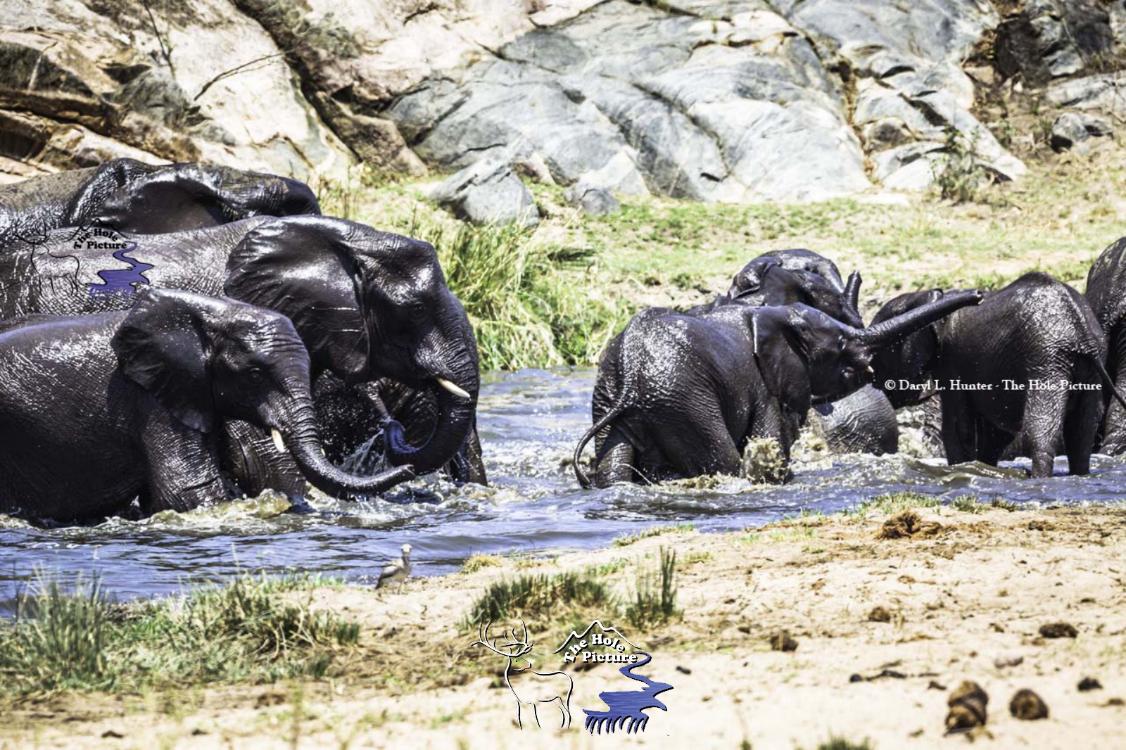 The Watering Hole