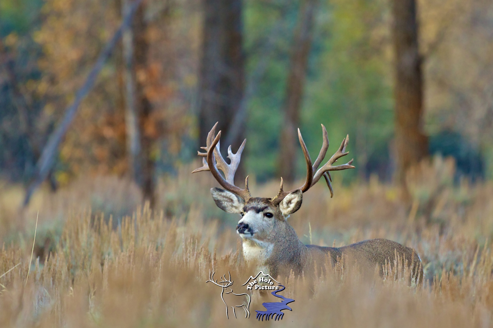 Trophy Mule Deer