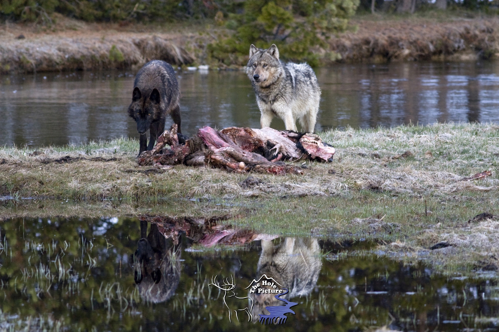 Two Wolves Reflection