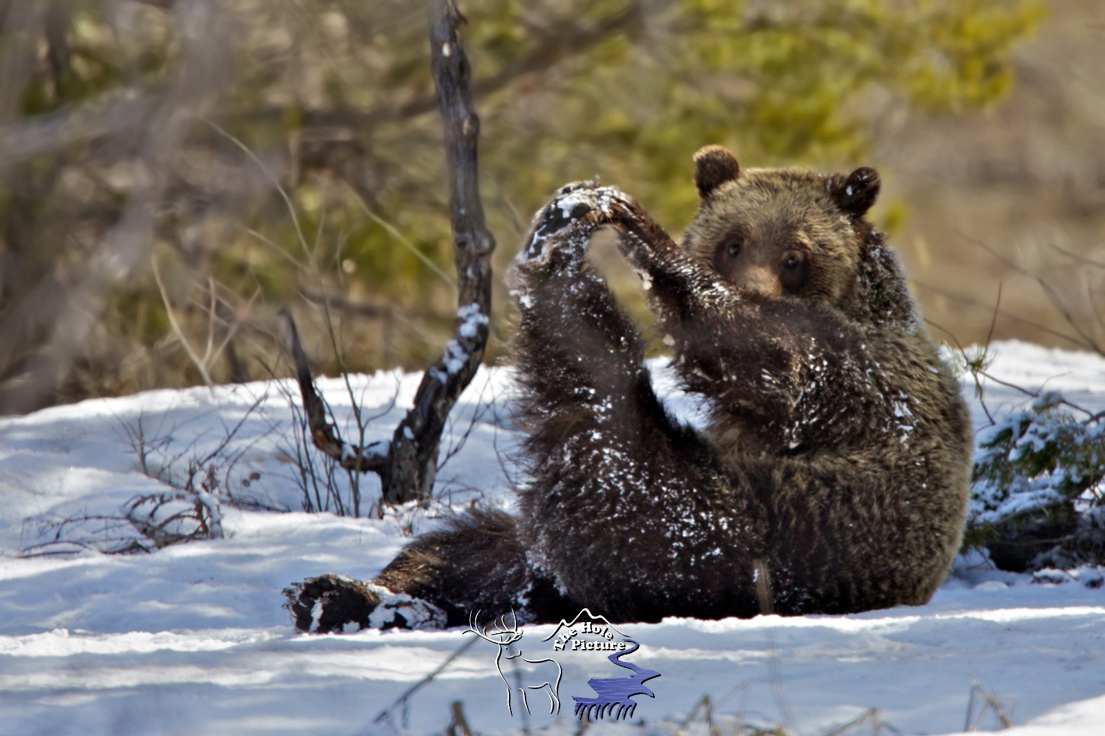 Yoga The Bear