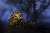 Blue hour Leopard