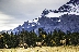 Elk Herd, Canadian Rockies