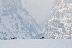 Jackson Hole Wolves