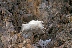 Jumping Mountain Goat