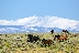 Running Wyoming Mustangs