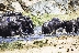 The Watering Hole
