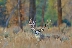 Trophy Mule Deer
