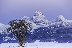 Winter Sunset, Teton Valley